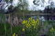 The pond